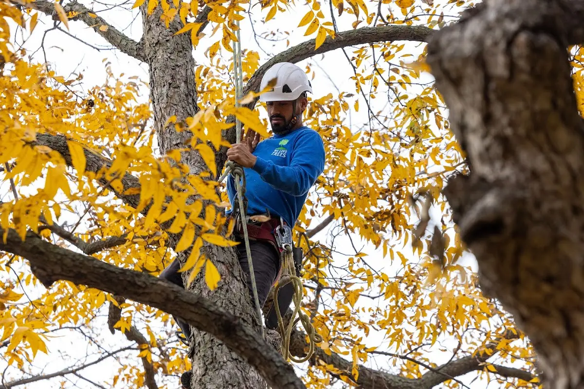 Skilled Tree Planing crew working in Lynchburg