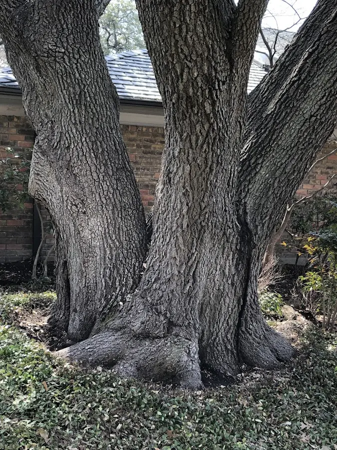 Mature heritage tree close to a Lynchburg property cared for by certified arborists